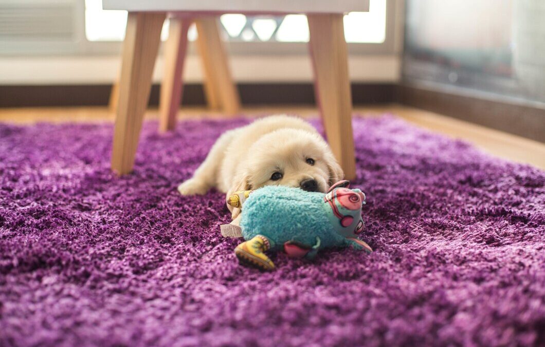 Effective Pet Urine Removal from Rugs