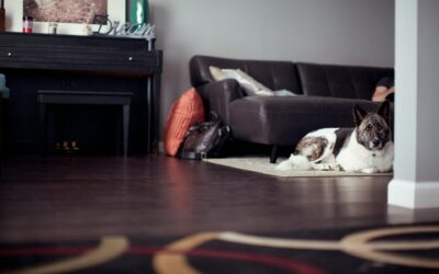 Pet Urine and Rug Damage: How to Fix It