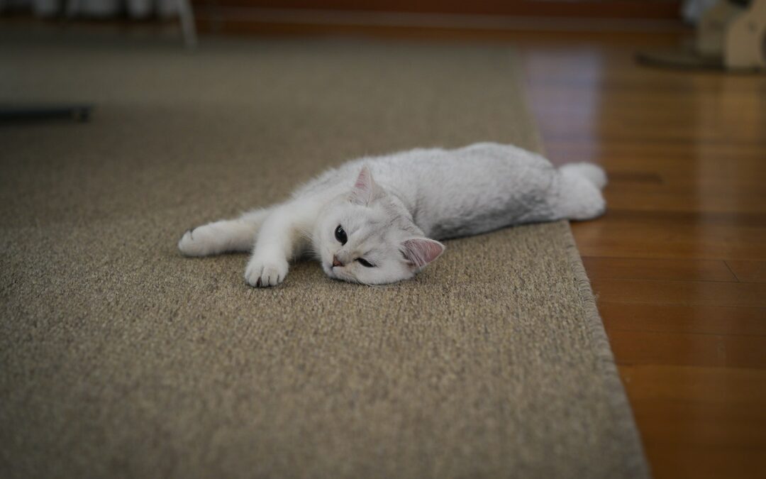 Effective Ways to Fix Pet Urine Stains on Rugs