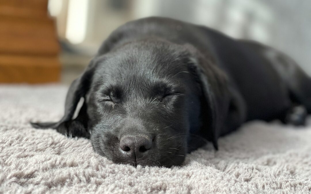 Keep Your Home Clean: Proven Techniques for Pet Urine Rug Cleaning