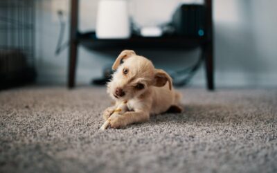How to Remove Pet Urine From Rugs Without Causing Damage