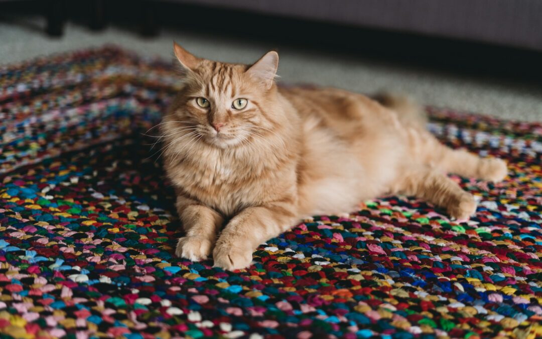 What to Do When Cat Urine Soaks into Your Rug